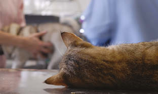 Skal dyret mitt bedøves?